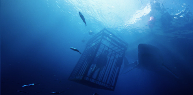 47 Meters Down parents guide