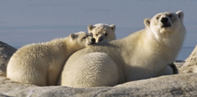 Arctic Tale parents guide