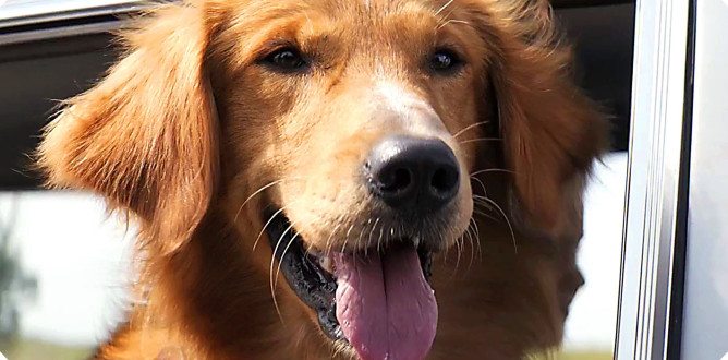 A Dog’s Purpose parents guide