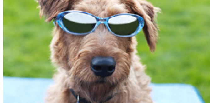 Firehouse Dog parents guide