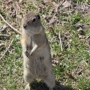 That’s Not the Great Groundhog!