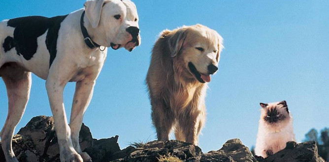 Homeward Bound: The Incredible Journey parents guide