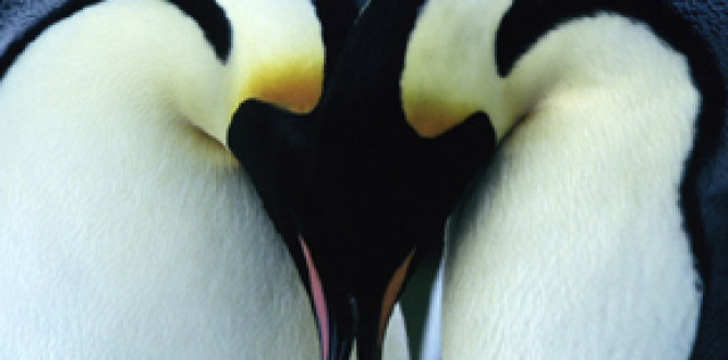 March of the Penguins parents guide