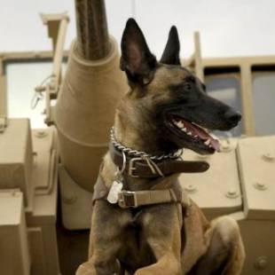 A Dozen Dog Movies to Celebrate National Dog Day