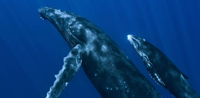 Oceans parents guide