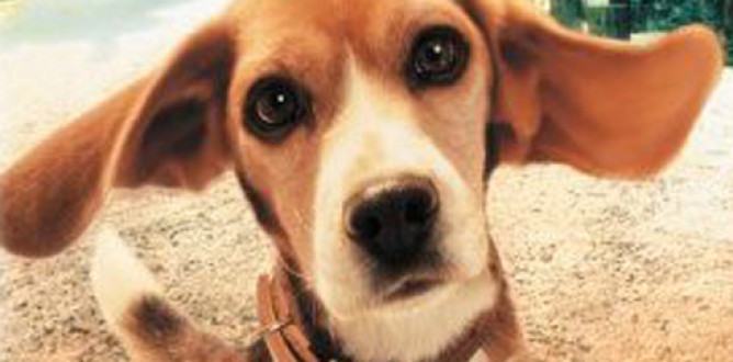 Shiloh parents guide